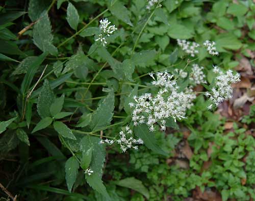 Eupatorium chinense