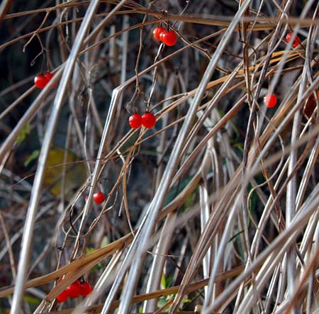 ヒヨドリジョウゴの果実