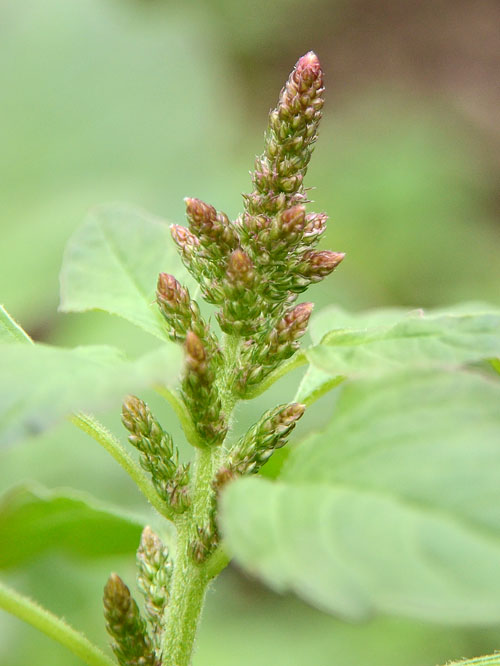 ホソアオゲイトウ　やや赤く染まったもの