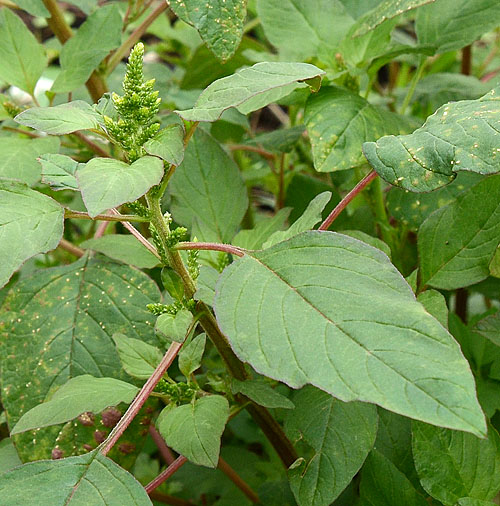 ホソアオゲイトウ