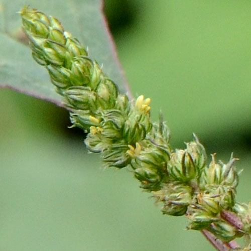 ホソアオゲイトウの穂先アップ