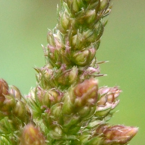 ホソアオゲイトウの赤タイプ穂のアップ