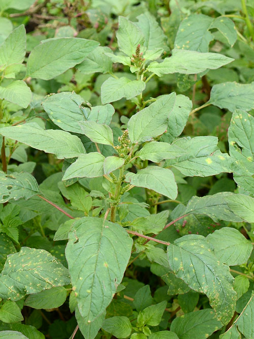 穂が伸びる前のホソアオゲイトウ