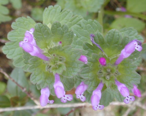 Lamium amplexicaule