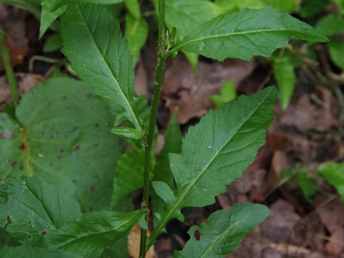 Rorippa indica