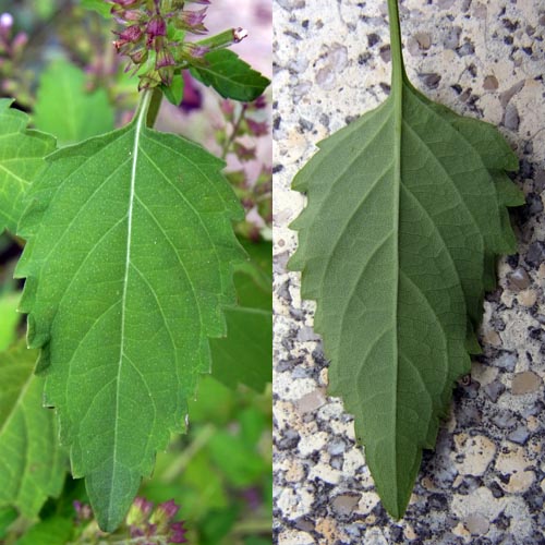 イヌコウジュの葉