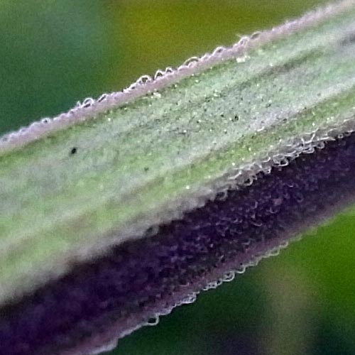 イヌコウジュの茎のようす