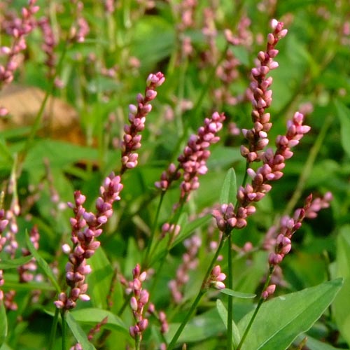 Persicaria longiseta