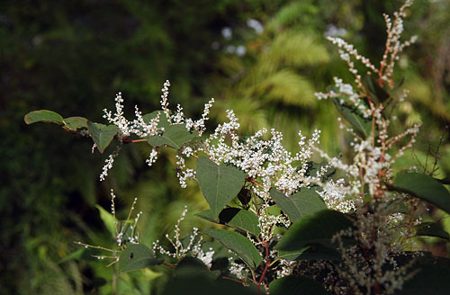 Polygonum cuspidatum
