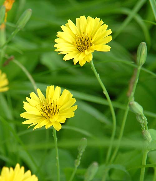 イワニガナ、ジシバリ