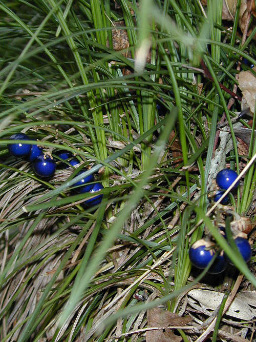 Ophiopogon japonicus