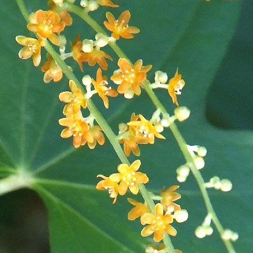 カエデドコロの花