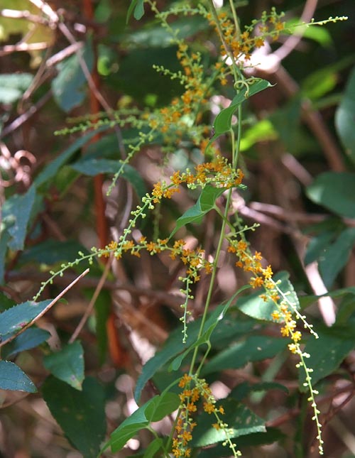 Dioscorea quinquelobata