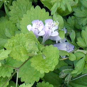 Glechoma hederacea grandis