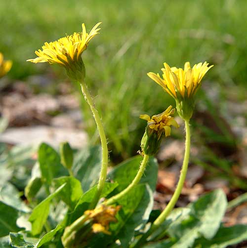 Taraxacum japonicum