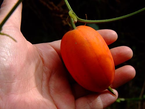 カラスウリの実