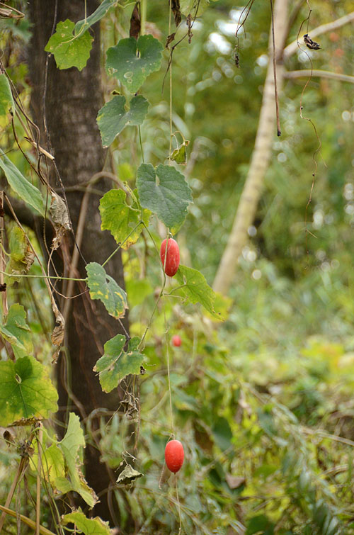 Trichosanthes cucumeroides