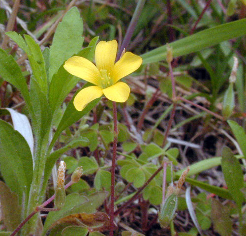 Oxalis corniculata
