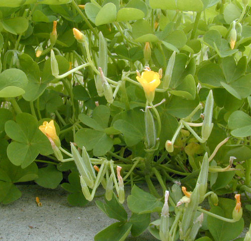 オッタチカタバミ