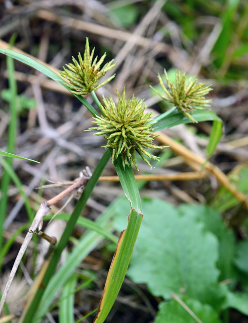 ホソミキンガヤツリ？