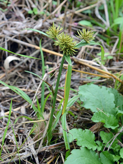 ホソミキンガヤツリ？