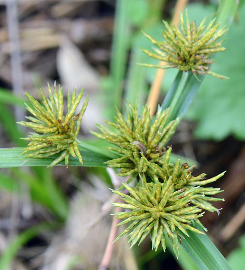 ホソミキンガヤツリ？