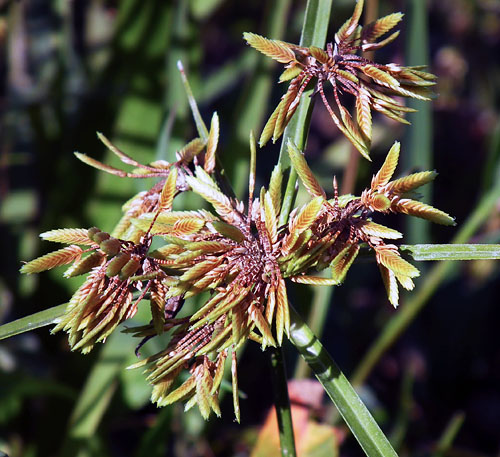 カヤツリグサ属