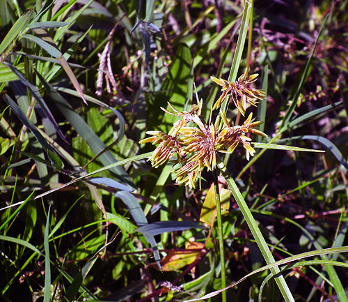 カヤツリグサ属