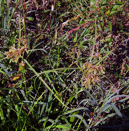 Cyperus spp