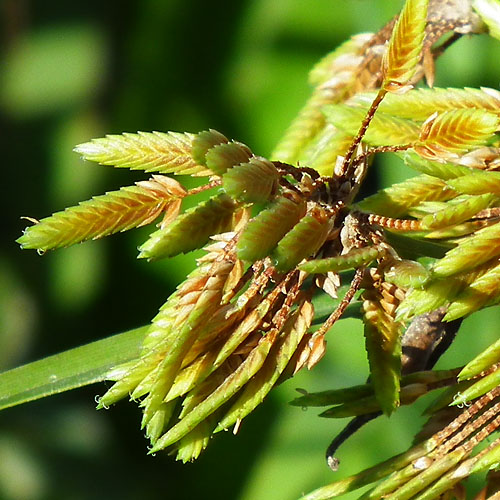 カヤツリグサ属