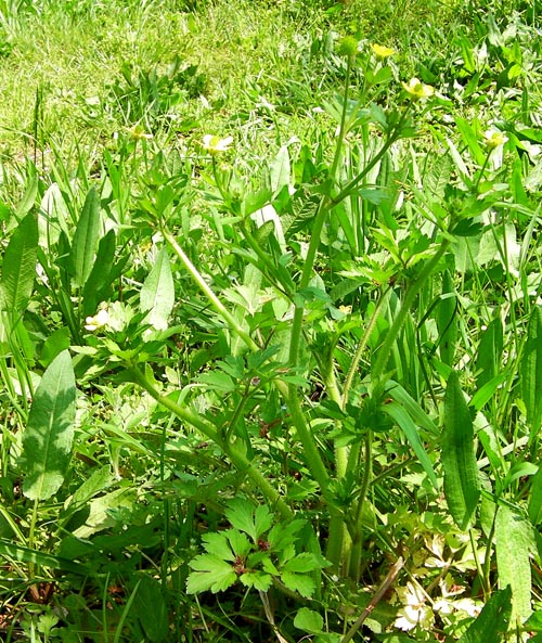 ケキツネノボタンの全草の草姿