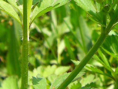 ケキツネノボタンの茎の軟毛