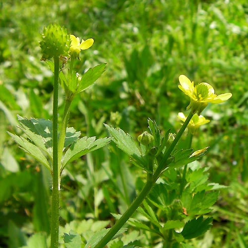 ケキツネノボタン