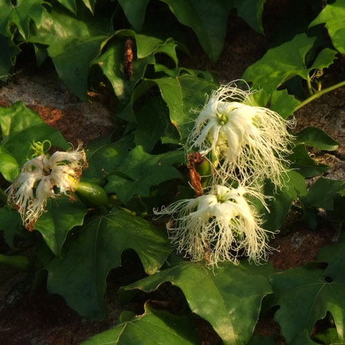 キカラスウリの花