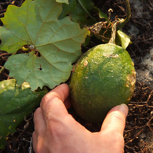 Trichosanthes kirilowii japonica