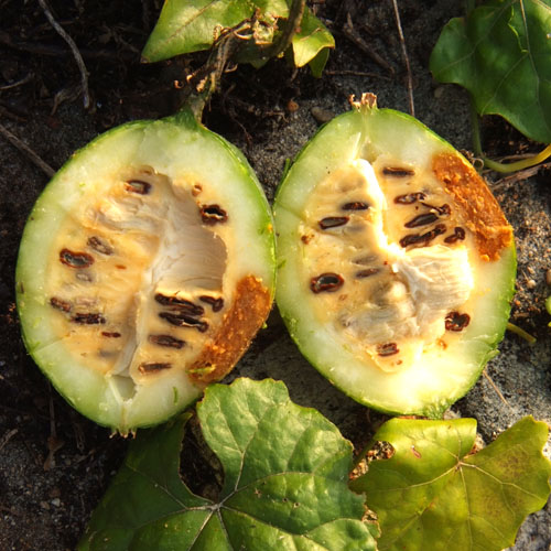 キカラスウリの実の断面