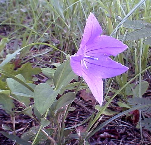 Platycodon grandiflorum