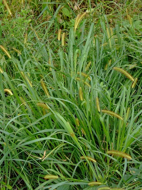Setaria glauca