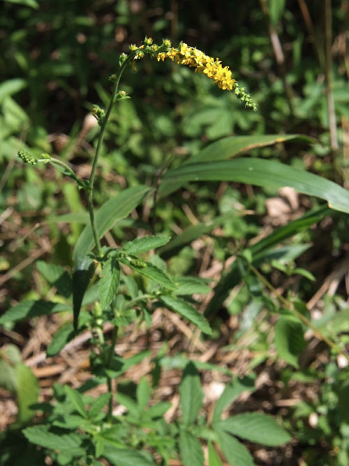 Agrimonia pilosa japonica
