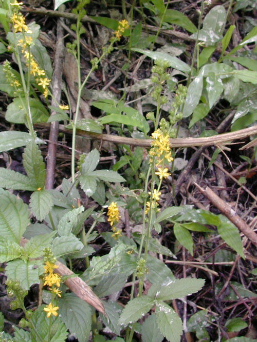 キンミズヒキの群落