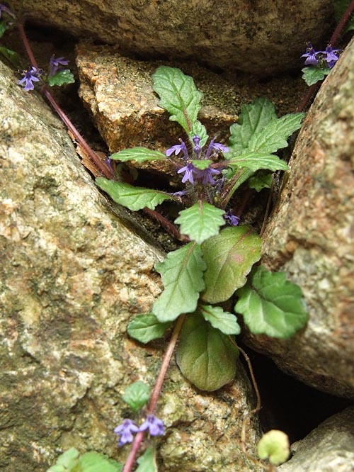 Ajuga decumbens