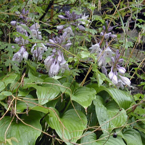 Hosta albo-marginata