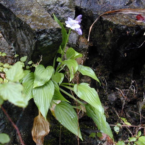 岩場のコバギボウシ