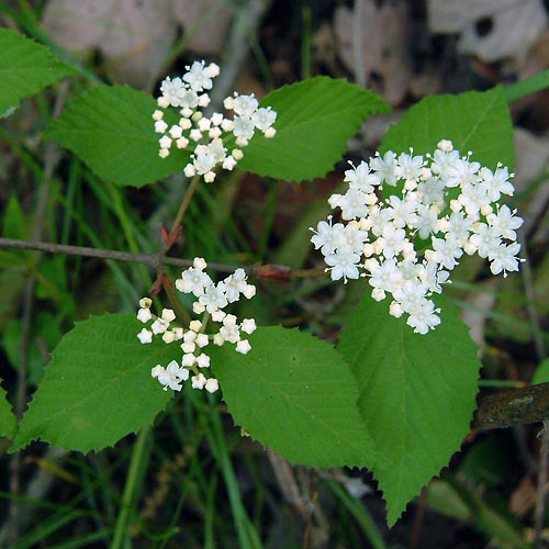 コバノガマズミ