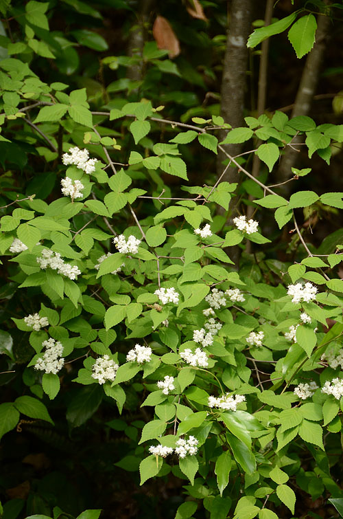 Viburnum erosum