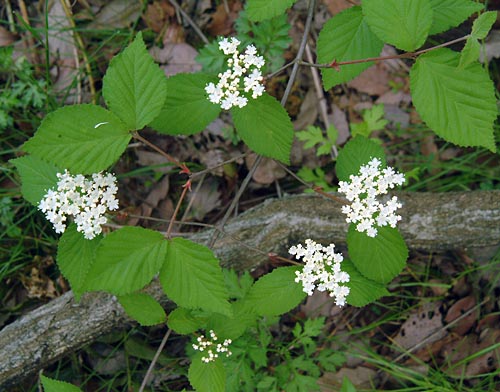 コバノガマズミ