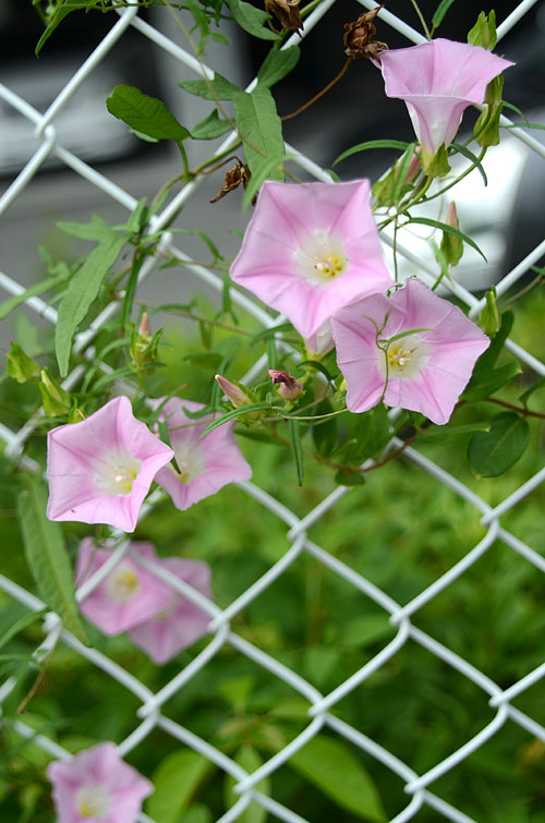フェンスにからむコヒルガオ