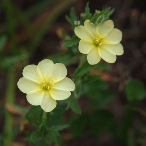 コマツヨイグサ