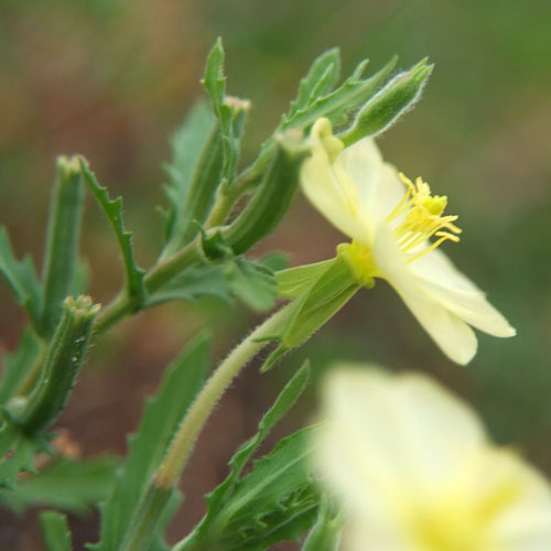 Oenothera laciniata