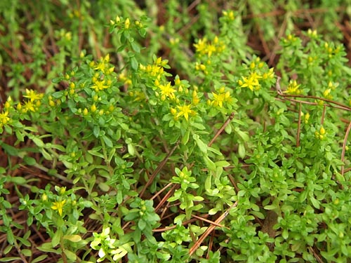 Sedum bulbiferum